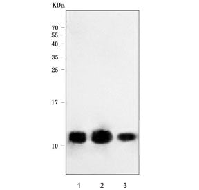 RPS28 Antibody / 40S ribosomal protein S28