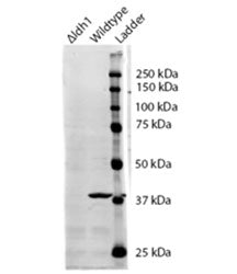 Western blot testing of S. cerevisiae S288c lysate with IDH1 antibody at 0.5ug/ml. Predicted molecul