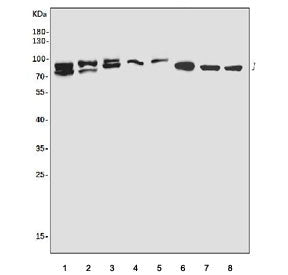 Western blot testing of human 1) HEK293, 2) Raji, 3) A549, 4) Caco-2, 5) T-47D, 6) rat spleen, 7) ra