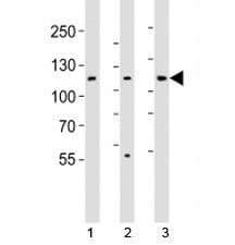 Western blot analysis of lysate from 1) HT-29, 2) HeLa, and 3) Jurkat cell line using JAK1 antibody;