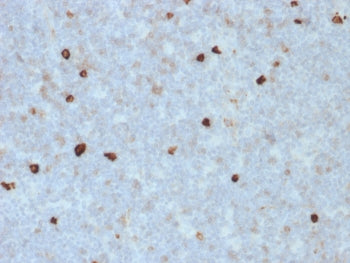 IHC staining of FFPE human tonsil with IgM Heavy Chain antibody (clone R1/69). HIER: boil tissue sec