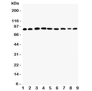 Plakophilin 2 Antibody