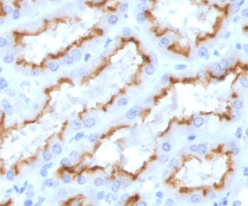 IHC staining of FFPE human kidney with recombinant IFNG antibody (clone IFG-1R). HIER: boil tissue s