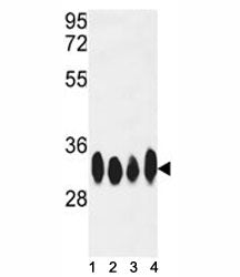 HuR Antibody (ELAVL1)