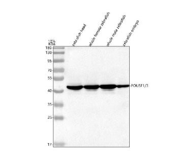 Western blot analysis of Pou5f1/3 protein using Zebrafish Pou5f1 antibody and 1) zebrafish head, 2) 