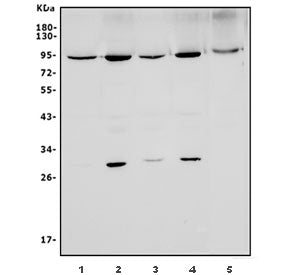 Western blot testing of 1) rat kidney, 2) rat heart, 3) mouse kidney, 4) mouse heart and 5) human pa