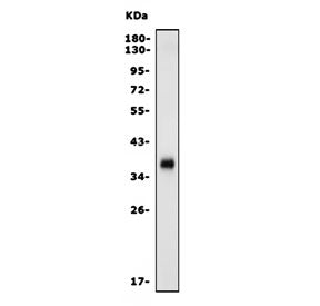 Western blot testing of mouse thymus with Programmed death ligand 1 antibody. Predicted molecular we