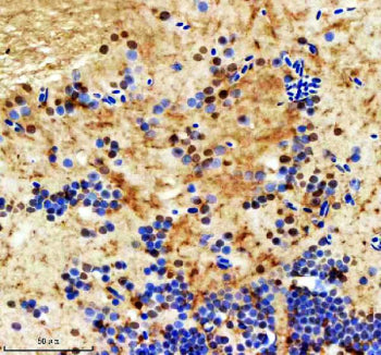 Immunohistochemical analysis of Ints12 protein using Zebrafish Ints12 antibody and paraffin-embedded