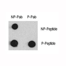Dot blot analysis of phospho-MEF2C antibody and MEF2C nonphos pAb. 50ng of phos-peptide or nonphos-p