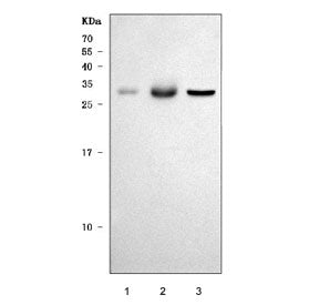 TWEAK Antibody / Tumor necrosis factor ligand superfamily member 12