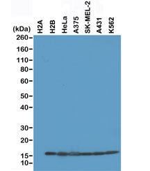 Western blot of recombinant Histone H2A protein, H2B protein and whole cell lysates of human HeLa, A