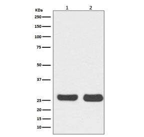 Western blot testing of 1) human HeLa and 2) mouse NIH3T3 cell lysate with BCL2 antibody. Predicted 