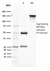 PAX5 Antibody