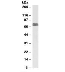 Western blot testing of human kidney lysate with LARGE antibody at 1ug/ml. Predicted molecular weigh