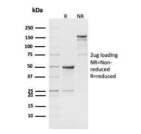 SDS-PAGE analysis of purified, BSA-free CD8b antibody (clone H35-17.2) as confirmation of integrity 
