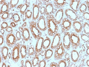 Calnexin Antibody