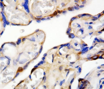 IHC staining of FFPE human placental tissue with DDT antibody. HIER: boil tissue sections in pH6, 10