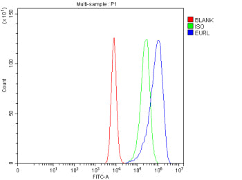 Flow Cytometry analysis of Caco-2 cells using anti-EURL antibody. Overlay histogram showing Caco-2 c