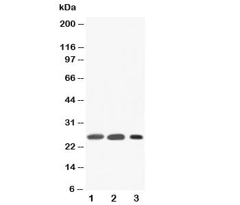 SFTPA1 Antibody