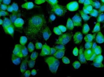 MEKK2 Antibody
