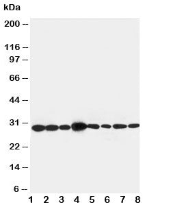 Western blot testing of LASP1 antibody and Lane 1: rat liver ; 2: rat spleen; 3: rat intestine; 4: J