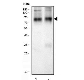 NTT4 Antibody / SLC6A17