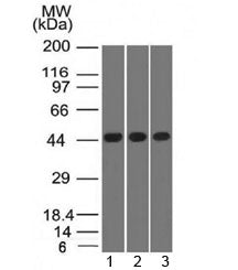 Western blot of human 1) K562, 2) HEK293 and 3) A549 cell lysates using Napsin-A antibody (clone NAP