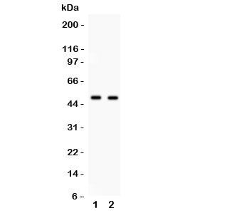 E2F3 Antibody