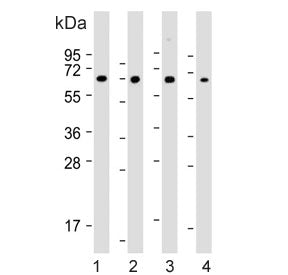 Western blot testing of 1) human SH-SY5Y, 2) human Jurkat, 3) mouse Neuro-2a and 4) mouse C2C12 cell