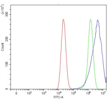 Rhotekin Antibody / RTKN