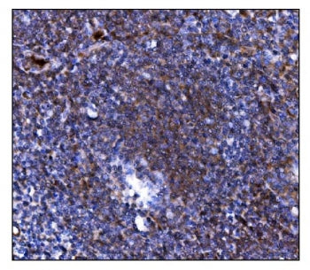 TLR8 Antibody