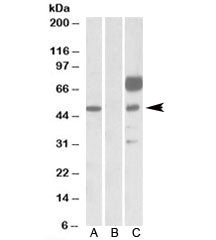 ANGPT1 Antibody