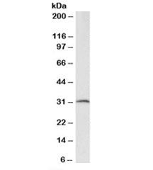 Western blot testing of human adipose tissue lysate with CFD antibody at 2ug/ml. Predicted molecular