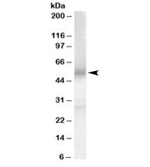 Western blot testing of human testis lysate with EP4 antibody at 0.1ug/ml. Predicted molecular weigh