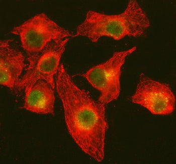 Immunofluorescent staining of DNA Ligase IV/LIG4 using anti-LIG4 antibody (green) and anti-Tubulin A