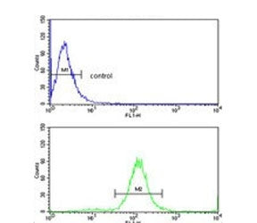 Flow cytometry testing of human MDA-MB-231 cells with TSH beta antibody; Blue=isotype control, Green