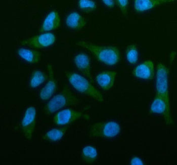 Immunofluorescent staining of OSBPL2 using anti-OSBPL2 antibody (green). OSBPL2 was detected in an i