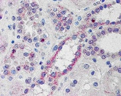 IHC testing of FFPE human kidney with NOXO1 antibody at 10ug/ml. HIER: steamed with pH6 citrate buff