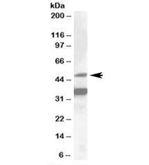 Western blot testing of HepG2 lysate with NR1I2 antibody at 1ug/ml. Predicted molecular weight: ~50 