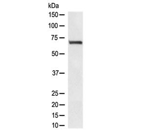 RPA70 Antibody / RPA1