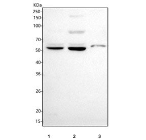 Western blot testing of 1) human HeLa, 2) rat C6, and 3) mouse Neuro 2a cell lysate with SLC6A1 anti