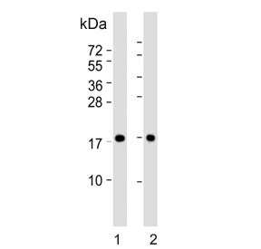 Western blot testing of human 1) A431 and 2) HeLa cell lysate with PPIA antibody. Predicted molecula