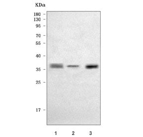 SOX2 Antibody