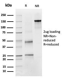 PAX4 Antibody