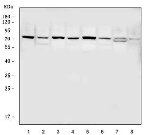 Western blot testing of 1) rat liver, 2) rat brain, 3) rat kidney, 4) rat testis, 5) mouse liver, 6)