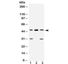 E2F3 Antibody