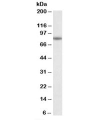 CAPN1 Antibody