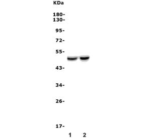 Western blot testing of 1) rat brain and 2) mouse brain lysate with Drd4 antibody. Predicted molecul