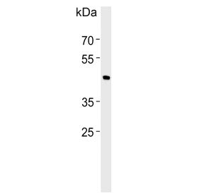 Western blot testing of human RD cell lysate with BHLHE41 antibody. Predicted molecular weight ~50 k
