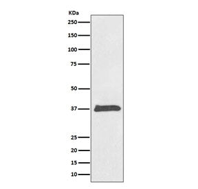 Western blot testing of human HeLa cell lysate with BMP2 antibody. Expected molecular weight: 13-14 